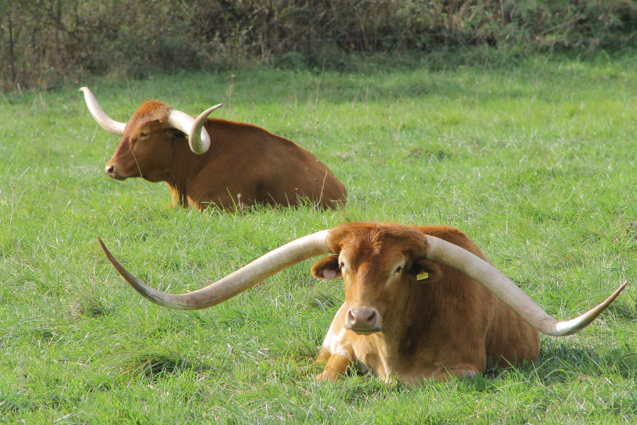 Two longhorn cattle resting in a sunlit Appalachian Ohio pasture